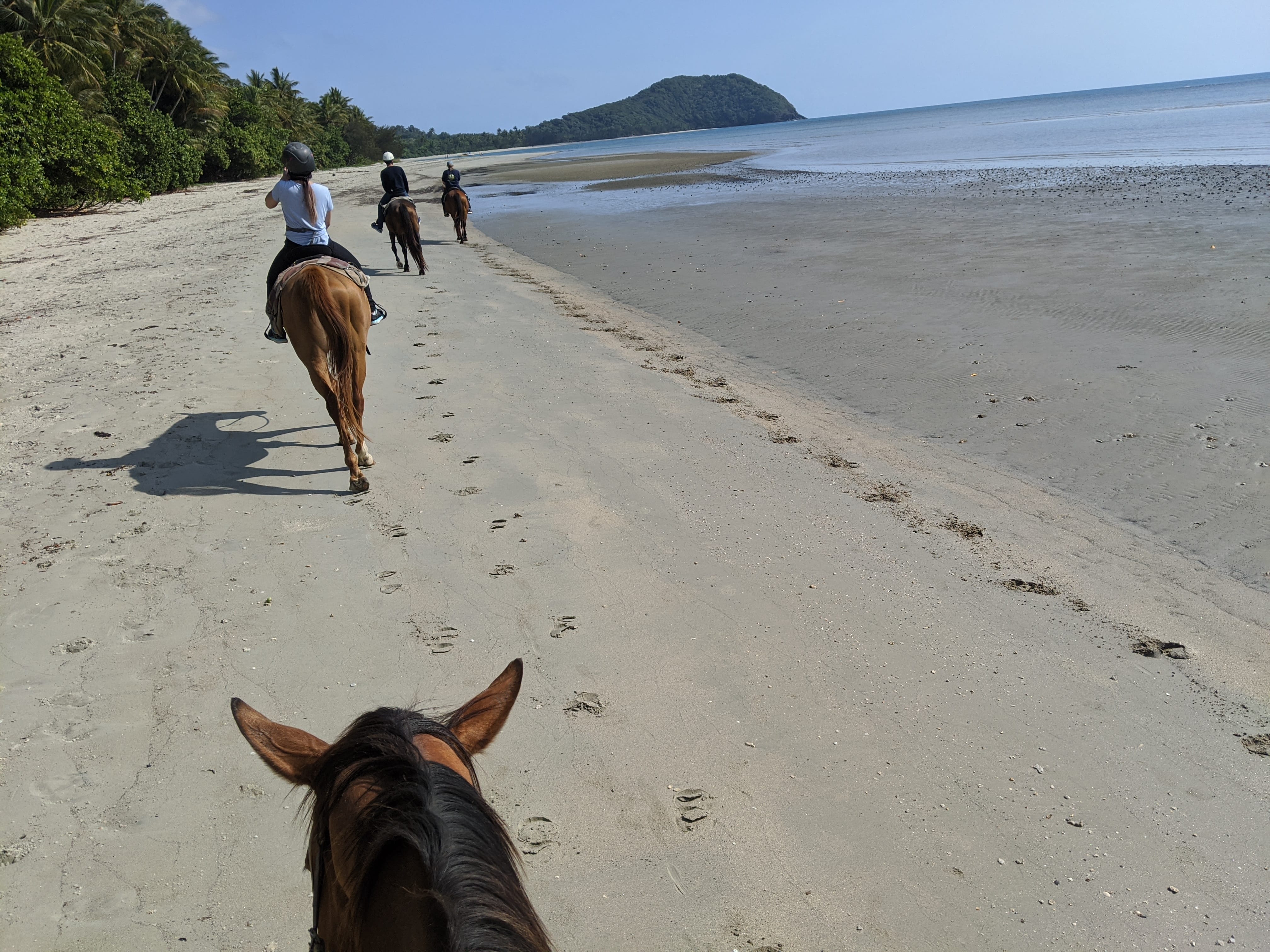The horses on the trail on Cape Tribulation beach
