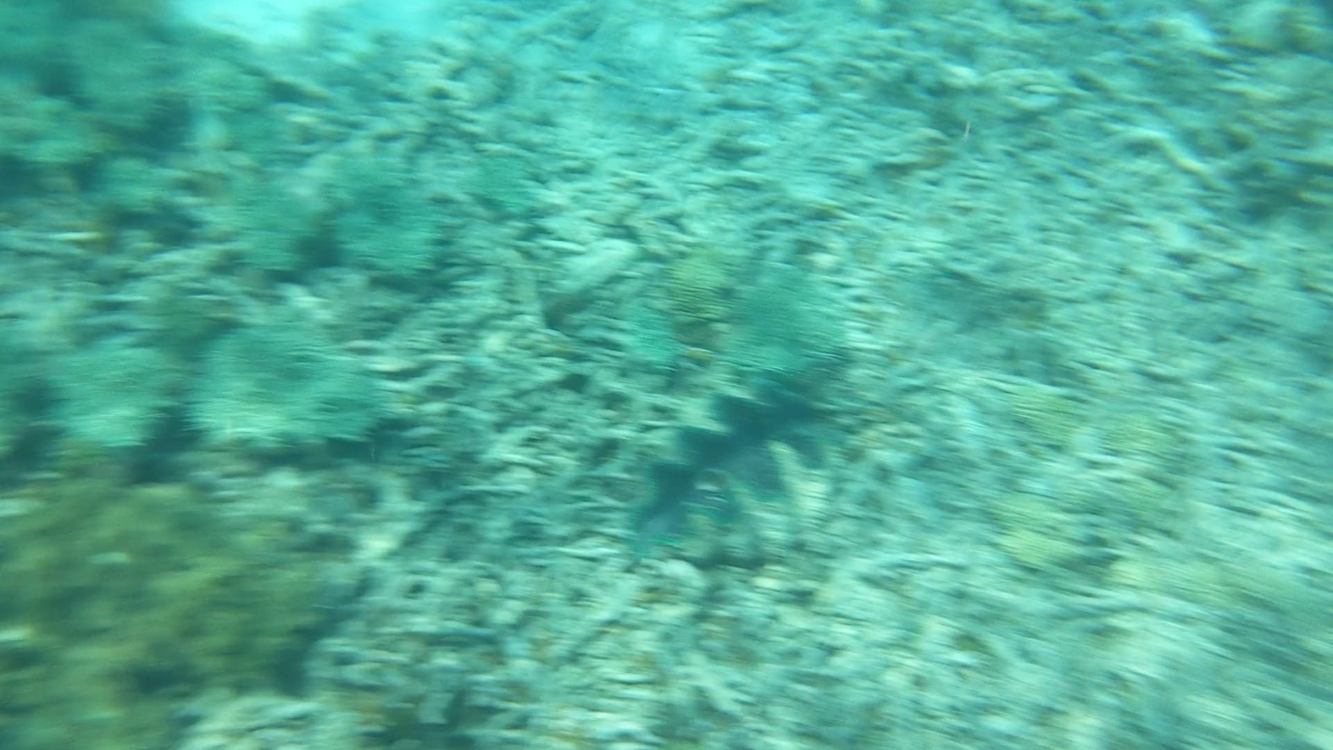 A giant clam on the bed of the Great Barrier Reef