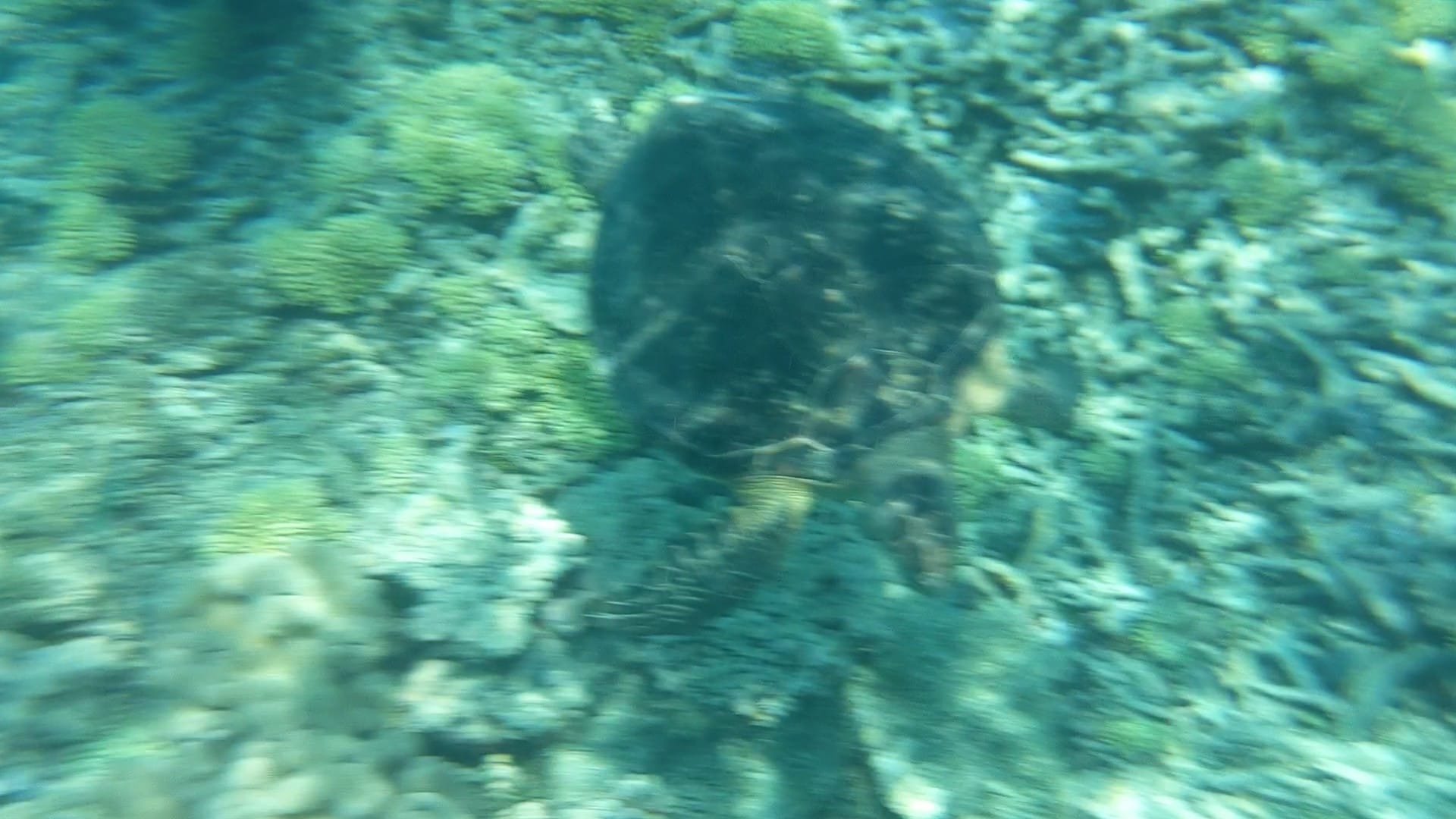 Swimming with a turtle on the Great Barrier Reef