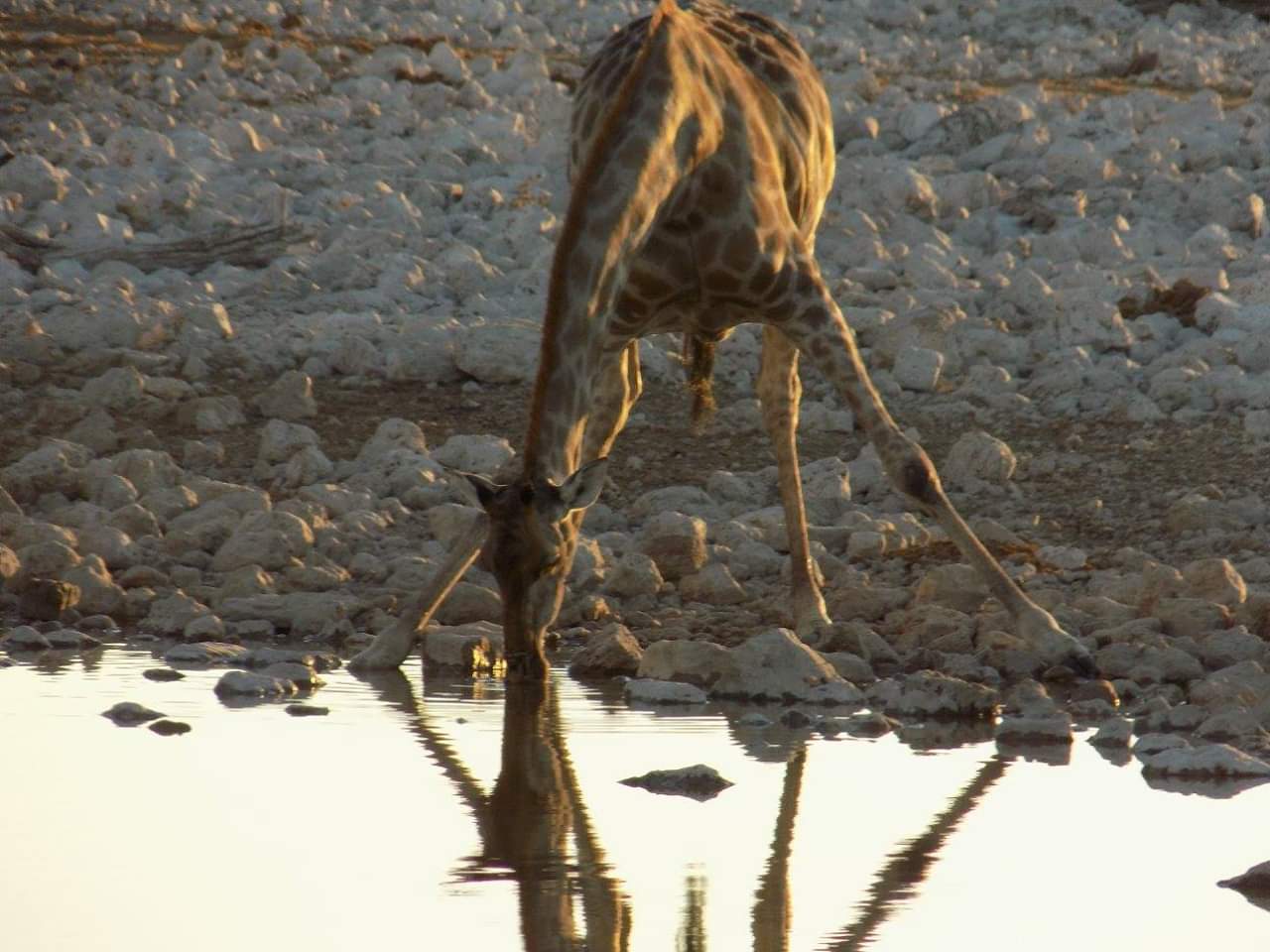 A giraffe drinking precariously