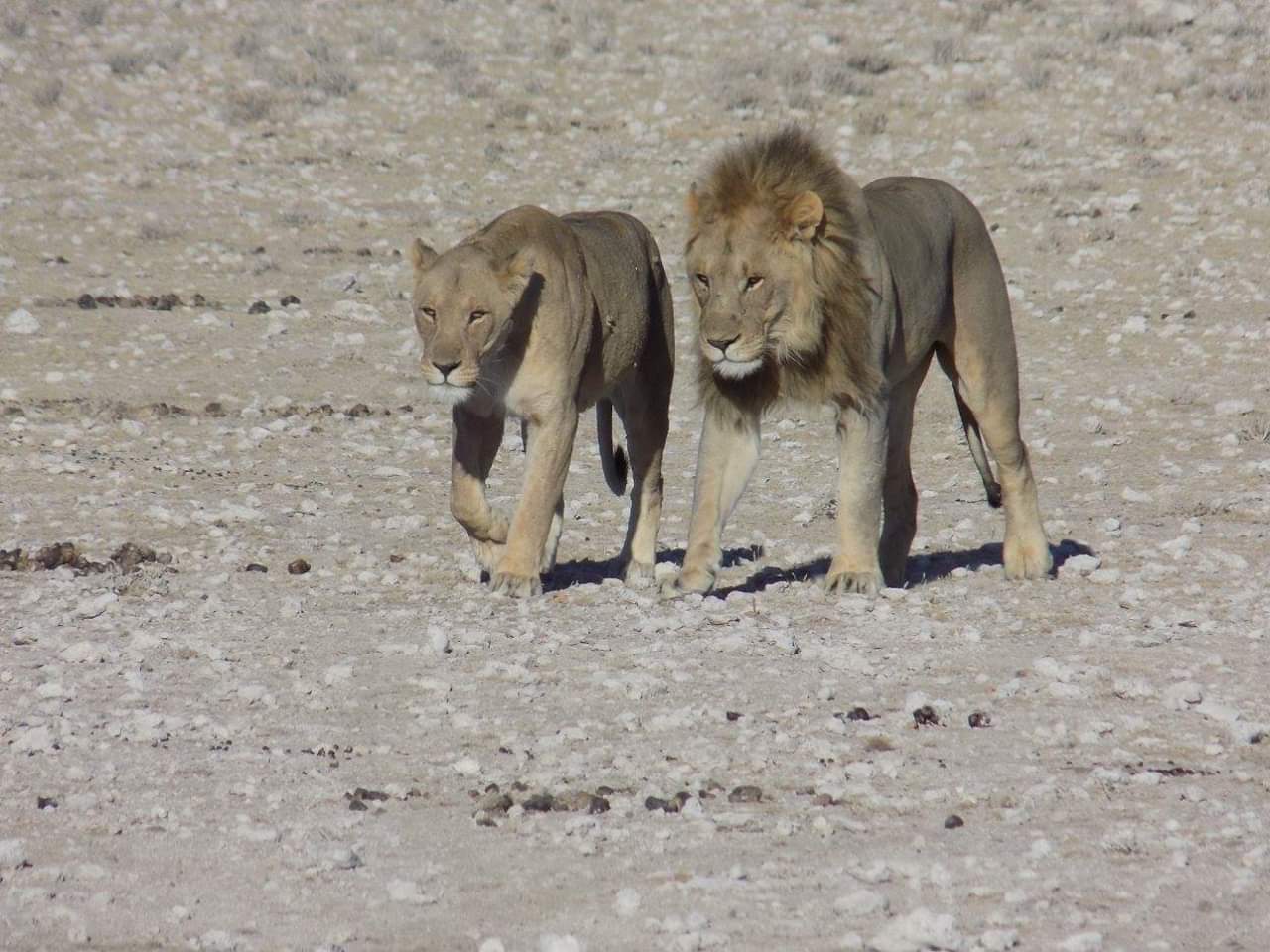 A pair of lions patrolling their territory