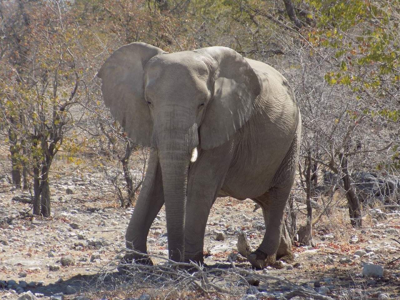 An elephant hanging out by the side of the road
