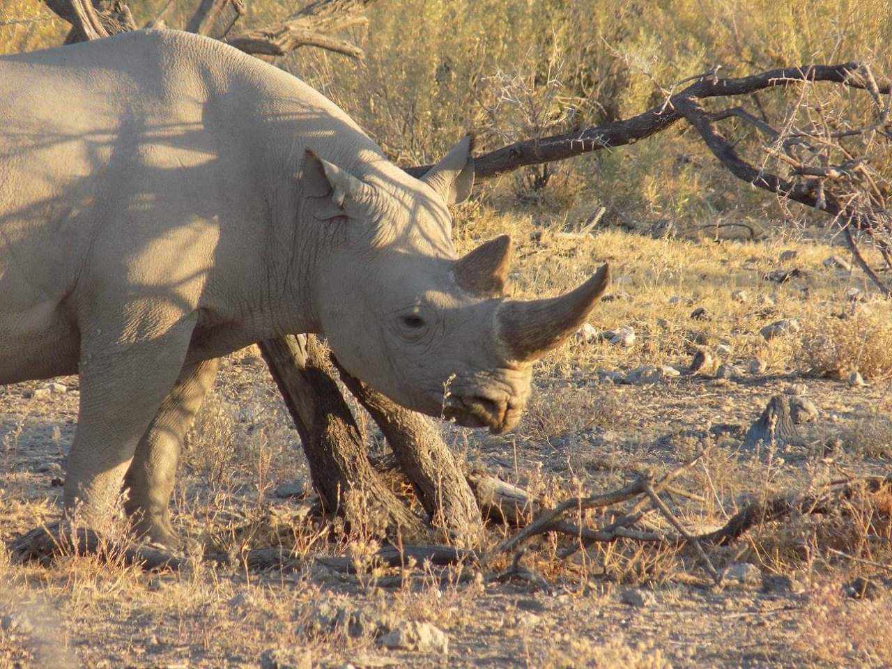A black rhino having a scratch on a tree trunk