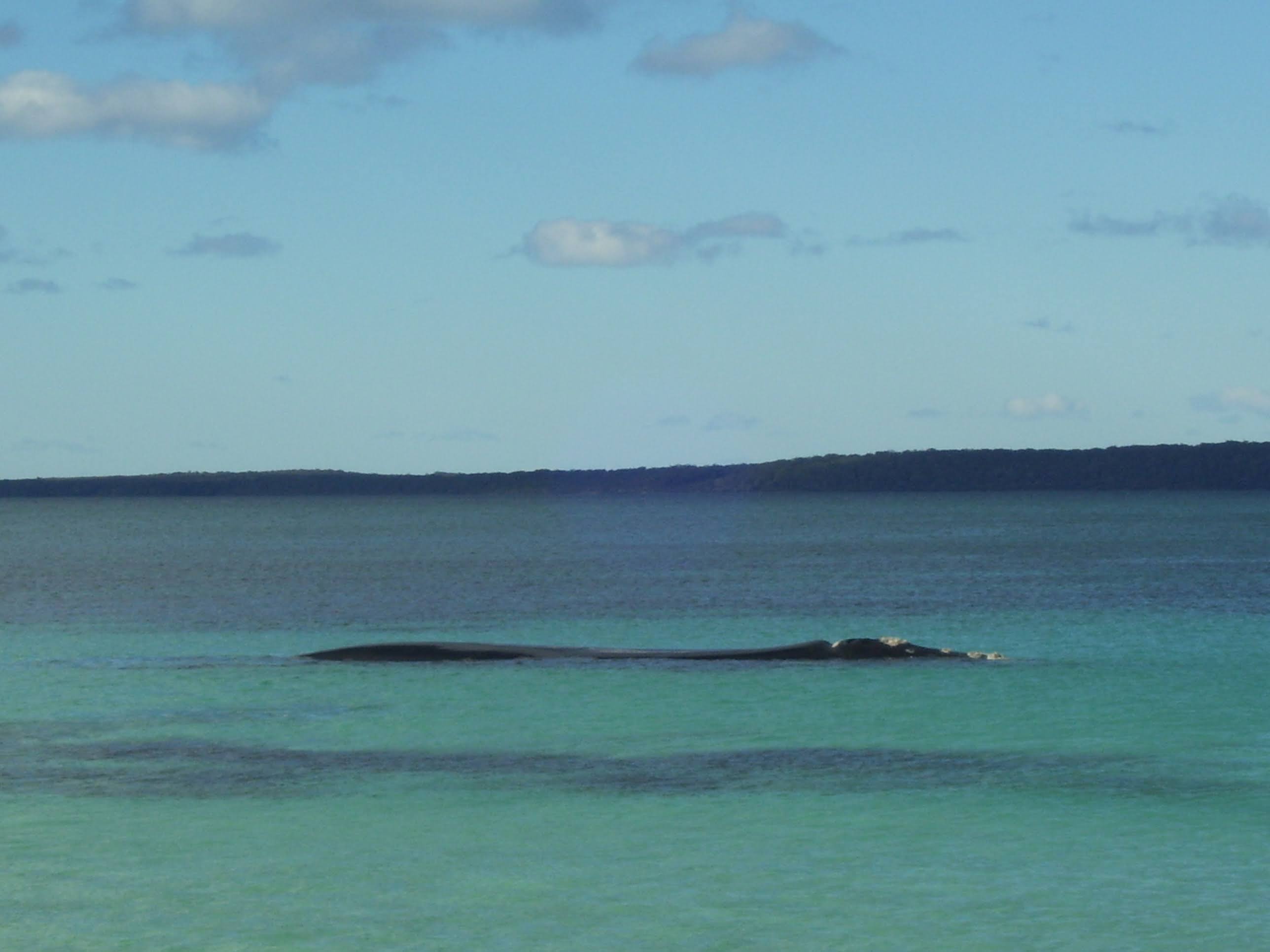 A Southern Right Whale and her calf on a whale watching tour from Huskisson, NSW, Australia (south of Sydney)