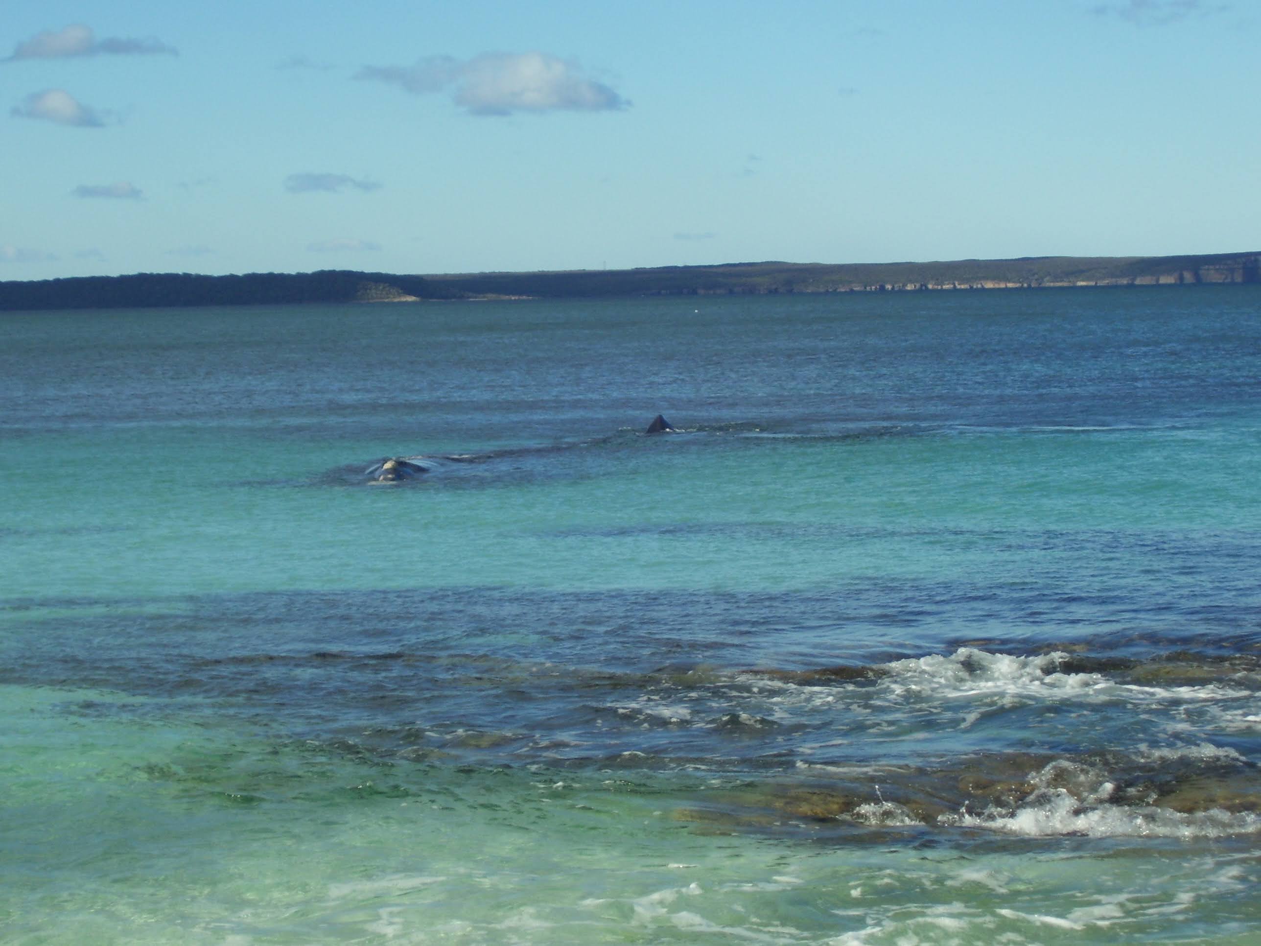 A Southern Right Whale and her calf on a whale watching tour from Huskisson, NSW, Australia (south of Sydney)
