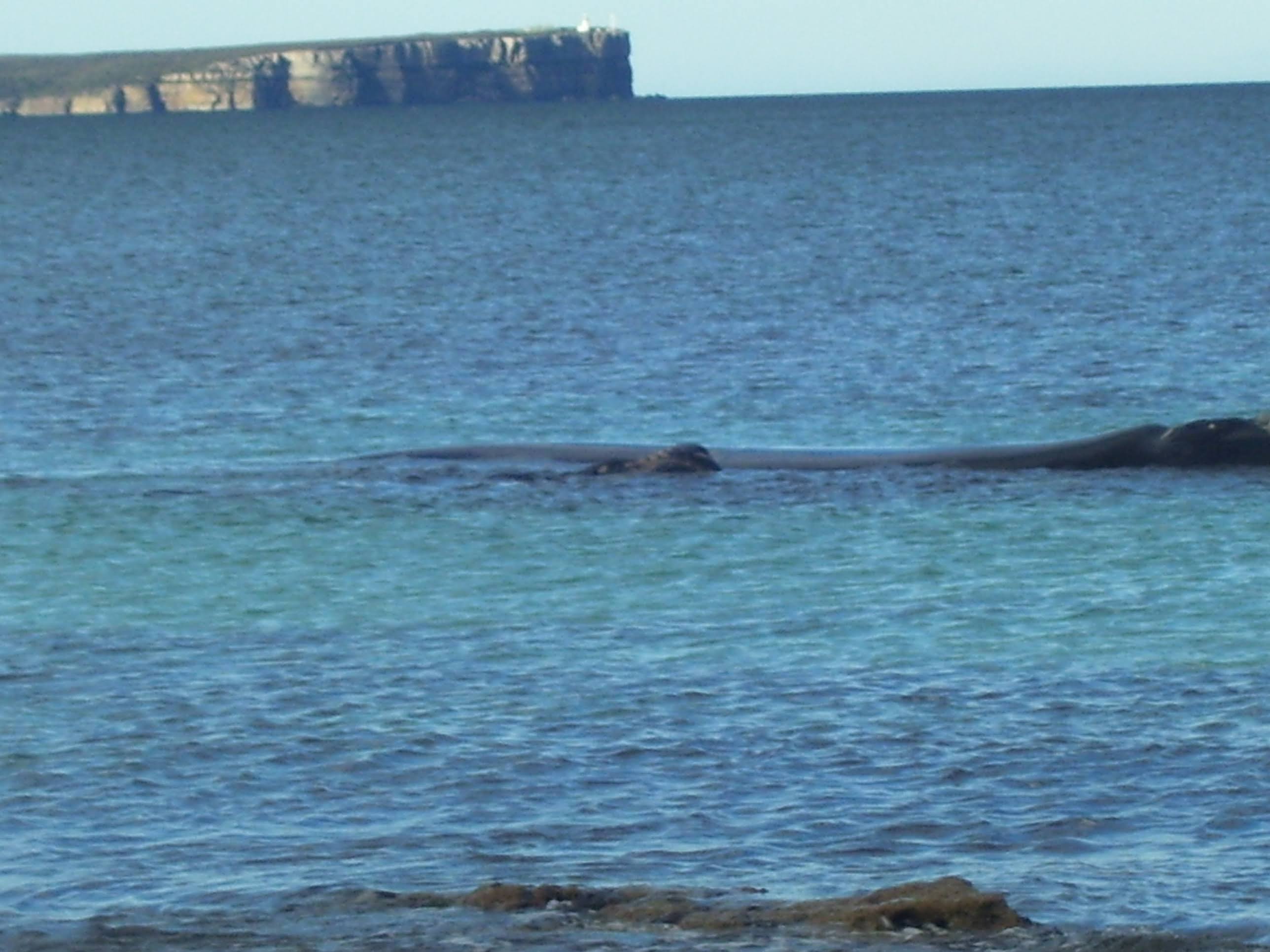 A Southern Right Whale and her calf on a whale watching tour from Huskisson, NSW, Australia (south of Sydney)