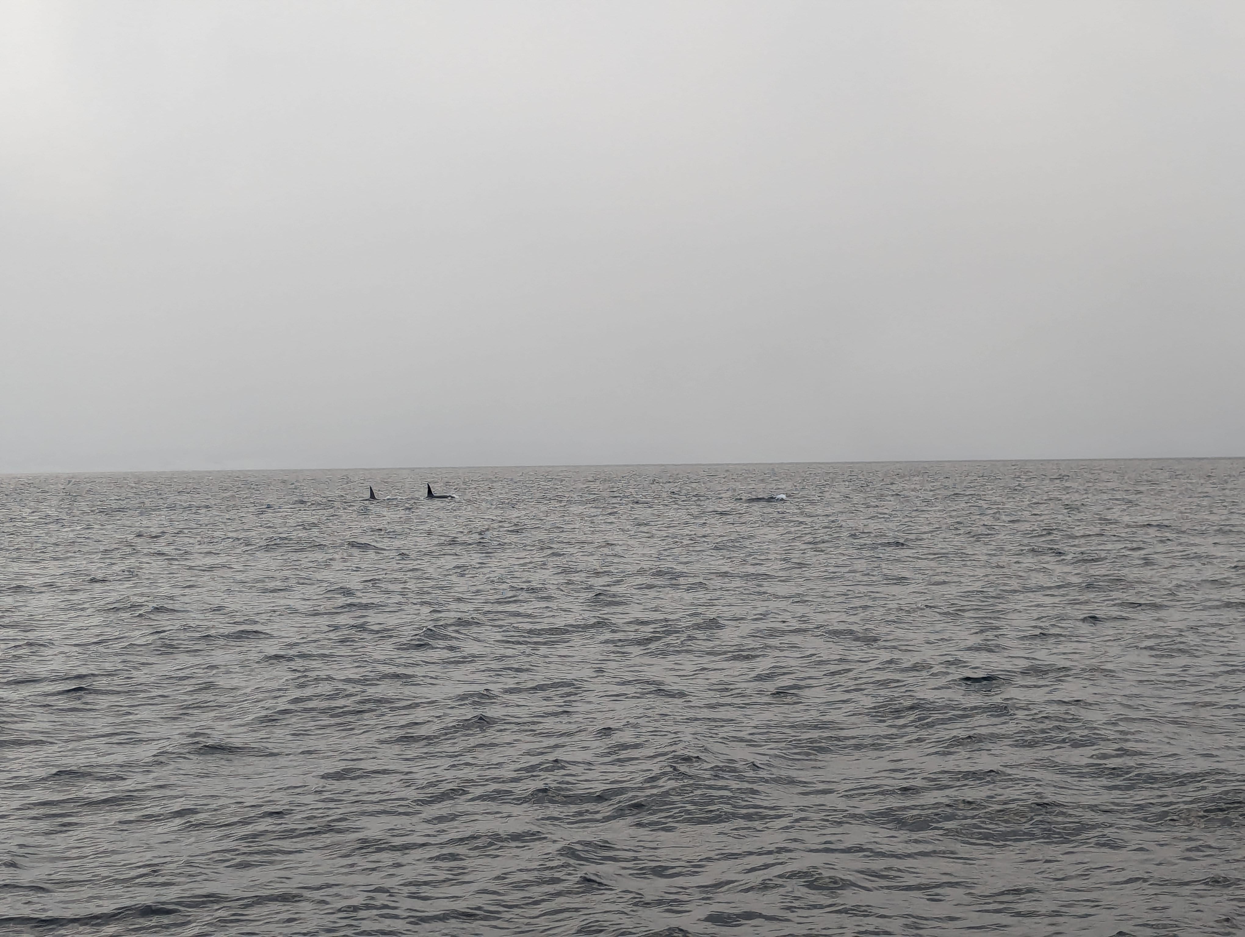 A pod of orca on a whale watching tour from Tromsø, Norway