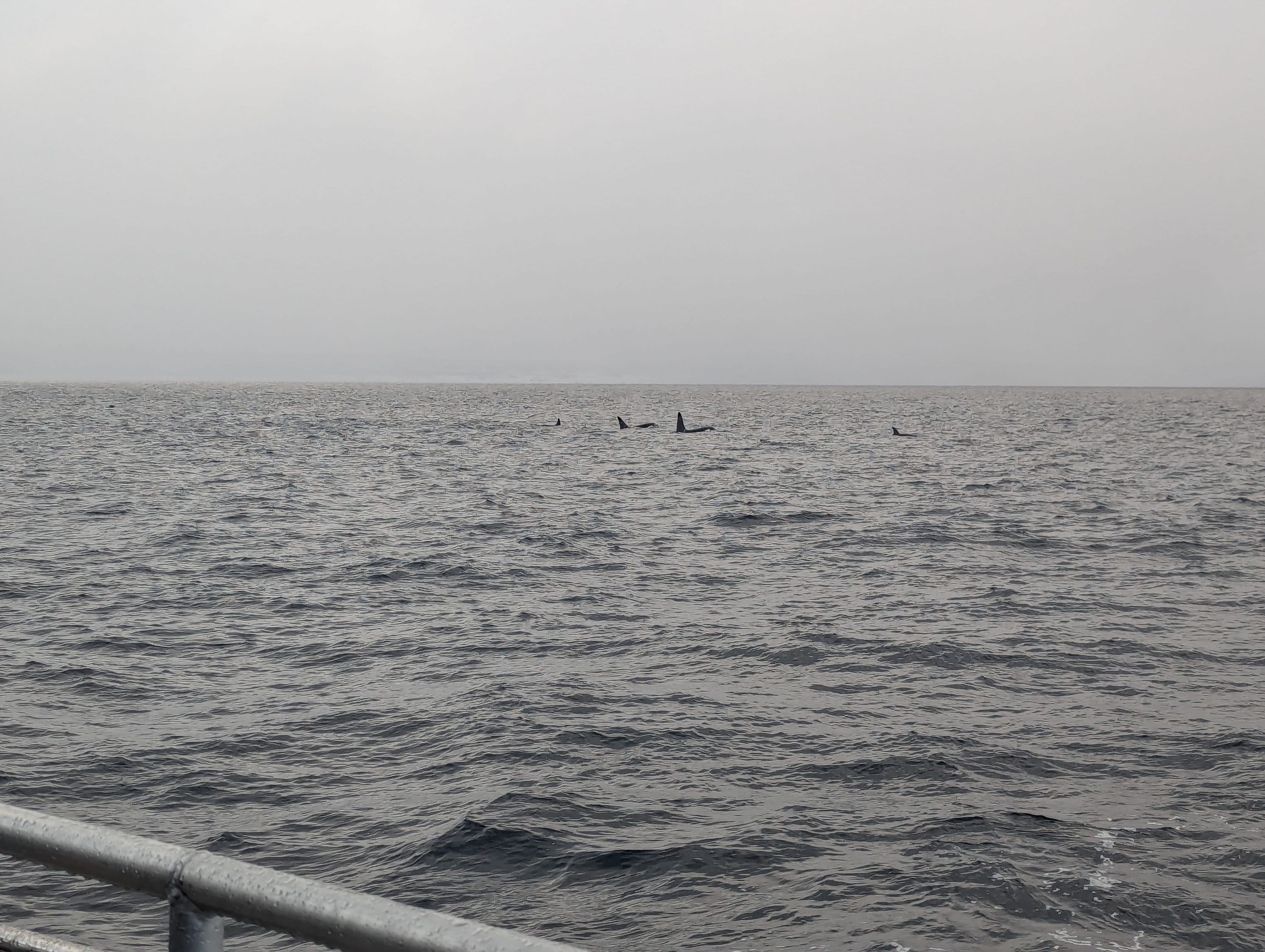 A pod of orca on a whale watching tour from Tromsø, Norway
