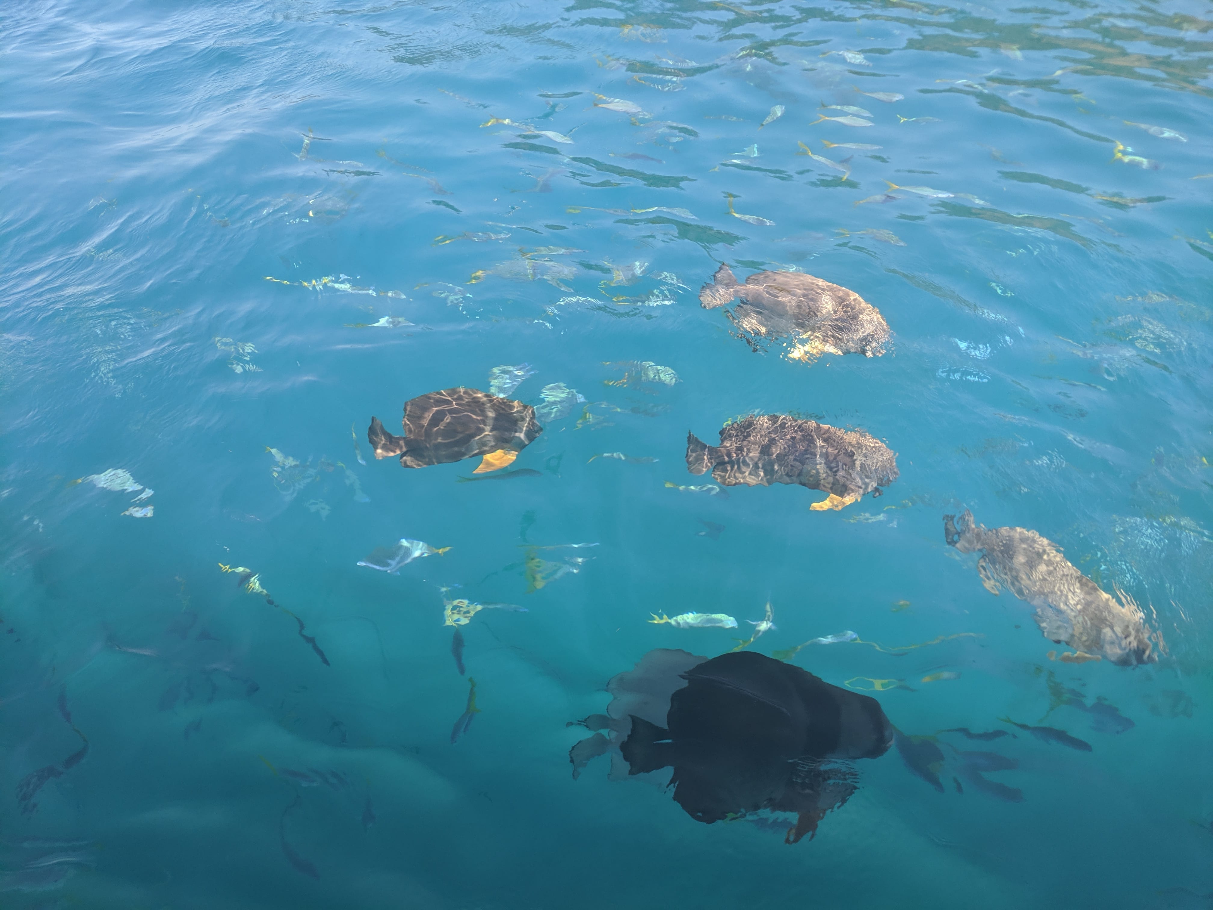 Fish gathering alongside our boat in the Whitsunday Islands