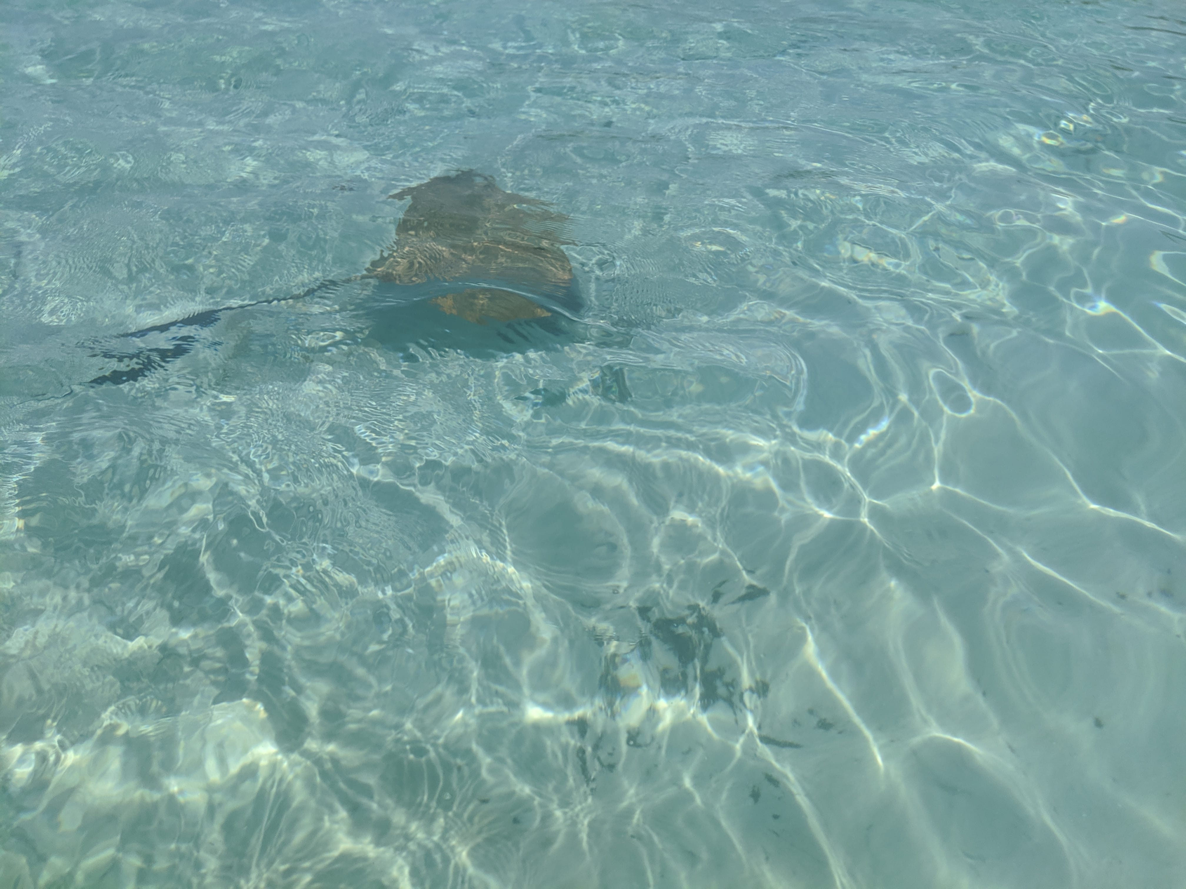 A ray in a lagoon on the Whitsunday Islands