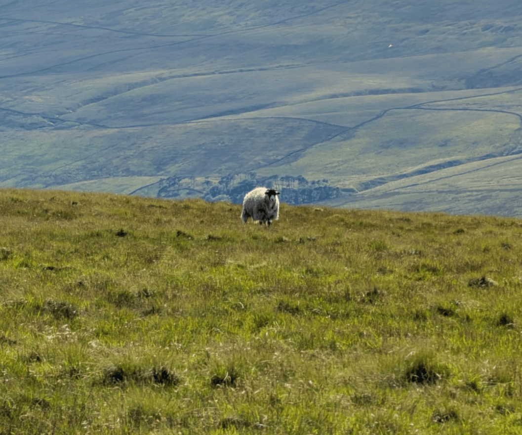 A sheep on the slopes of a Yorkshire peak